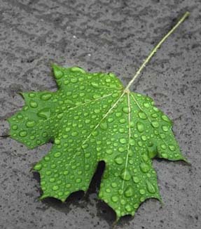 rainy_leaf